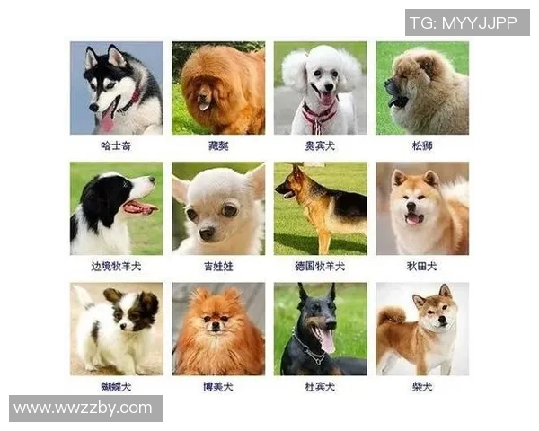 狗子足球明星名字大全及其背后的故事与成就解析